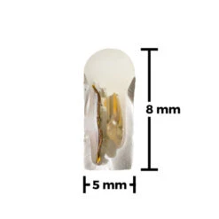 Cool White Mini LED Neon Strip Light - 12 Volt - 16.4 Feet -Adacel shop NSMD 12V detail cross section 2021 02451.1612301416